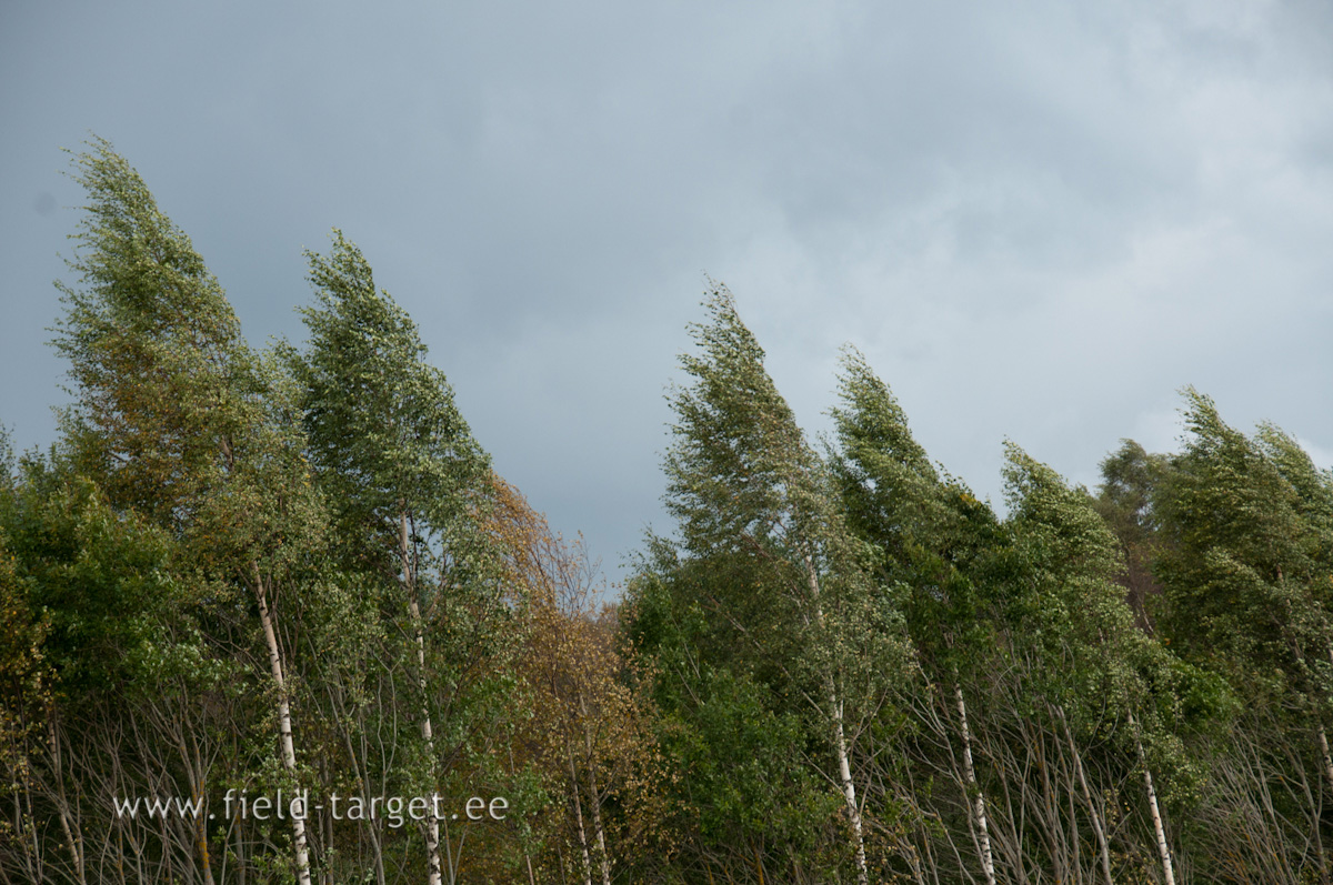 0102   Kui tuulepuhangu ajal on puud sedavord lookas, kui suureks hindate tuulekiiruse